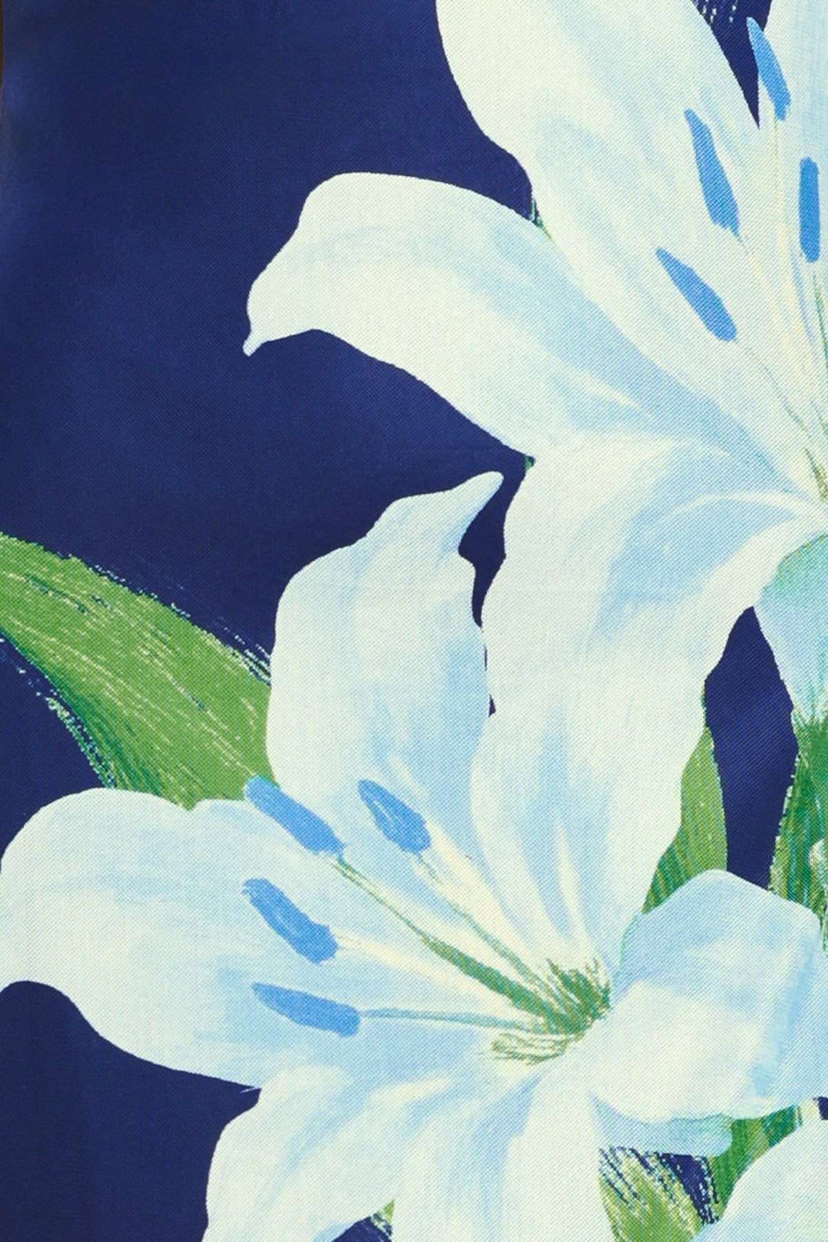 Close-up of white flowers with green leaves on a dark blue background